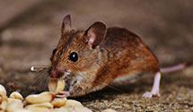 24 Hour & Emergency Exterminators in Union Park, FL